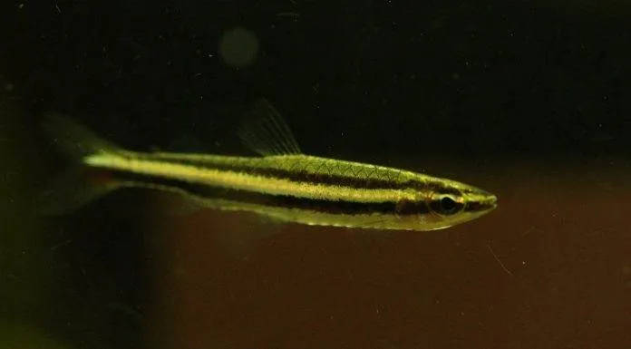 poisson Nannostomus digrammus