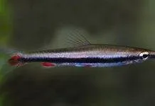 poisson Nannostomus harrisoni