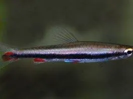 poisson Nannostomus harrisoni
