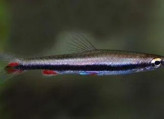 Fiche du poisson Nannostomus harrisoni poisson Nannostomus harrisoni