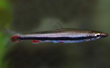 poisson Nannostomus harrisoni