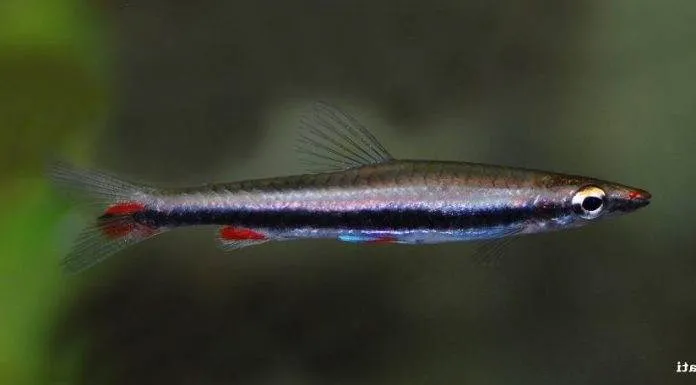 poisson Nannostomus harrisoni