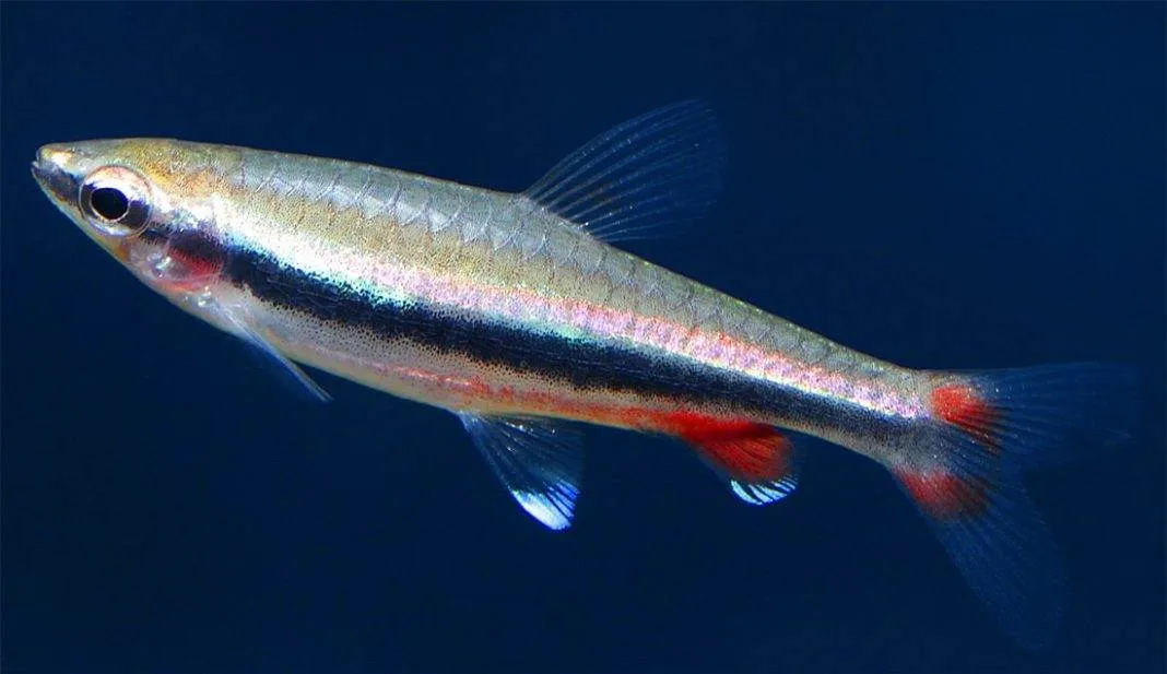poisson Nannostomus nitidus