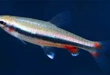 Fiche du poisson Nannostomus nitidus poisson Nannostomus nitidus