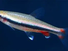 poisson Nannostomus nitidus