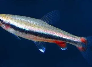 Fiche du poisson Nannostomus nitidus poisson Nannostomus nitidus