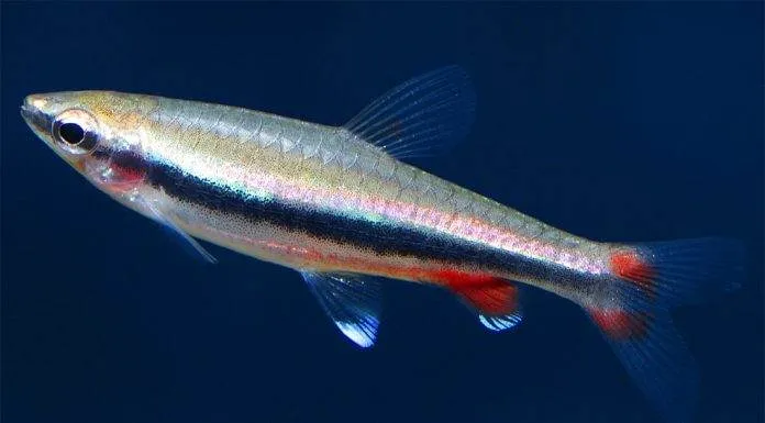 Fiche du poisson Nannostomus nitidus poisson Nannostomus nitidus