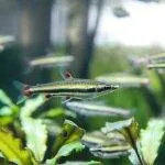 poisson Nannostomus trifasciatus