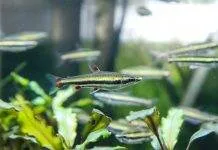 Fiche du poisson Nannostomus trifasciatus poisson Nannostomus trifasciatus