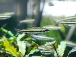 poisson Nannostomus trifasciatus