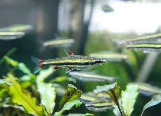 Fiche du poisson Nannostomus trifasciatus poisson Nannostomus trifasciatus