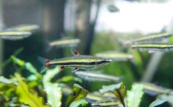Fiche du poisson Nannostomus trifasciatus poisson Nannostomus trifasciatus