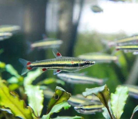 poisson Nannostomus trifasciatus