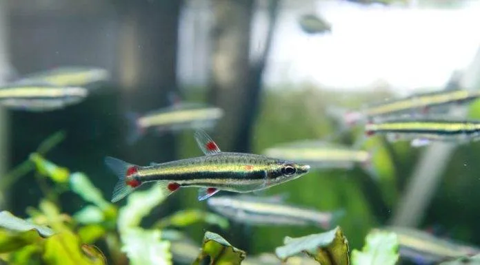 Fiche du poisson Nannostomus trifasciatus poisson Nannostomus trifasciatus