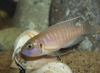 poisson Neolamprologus brevis