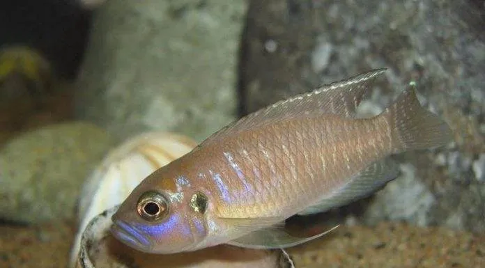 Fiche du poisson Neolamprologus brevis poisson Neolamprologus brevis