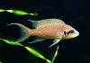 Fiche du poisson Neolamprologus brichardi poisson Neolamprologus brichardi
