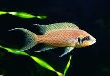 Fiche du poisson Neolamprologus brichardi poisson Neolamprologus brichardi