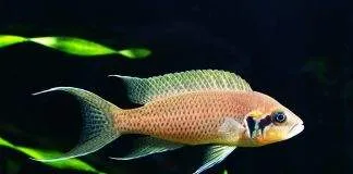 poisson Neolamprologus brichardi