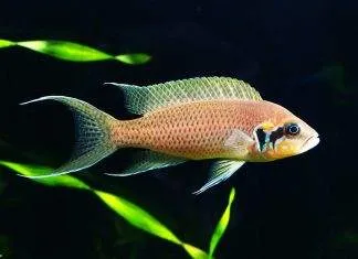 poisson Neolamprologus brichardi