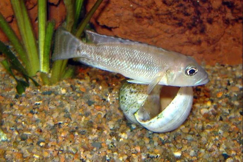 poisson Neolamprologus meeli