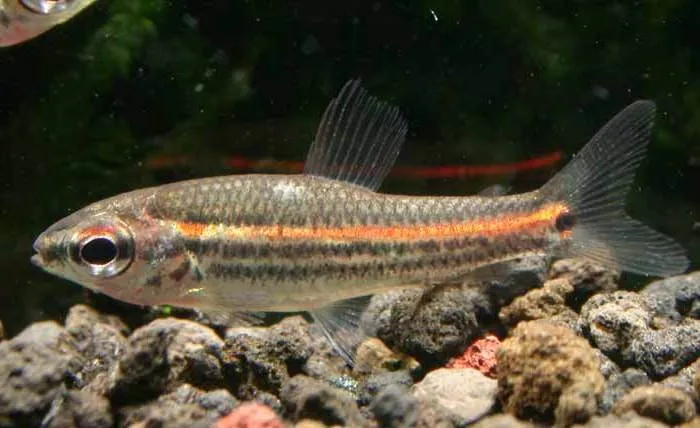 poisson Neolebias trilineatus