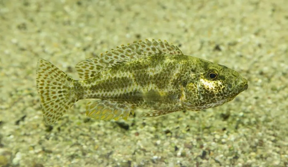 poisson Nimbochromis polystigma