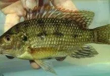 Fiche du poisson Oreochromis karomo poisson Oreochromis karomo