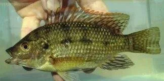 poisson Oreochromis karomo