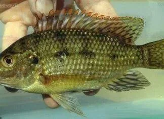 poisson Oreochromis karomo