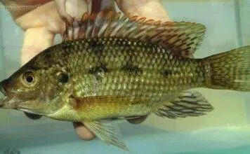 poisson Oreochromis karomo