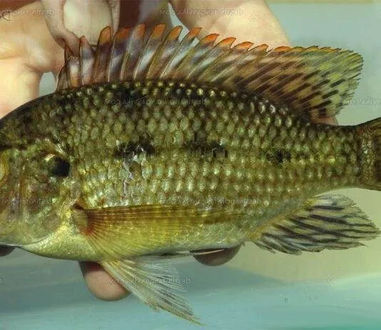 poisson Oreochromis karomo