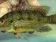 poisson Oreochromis karomo