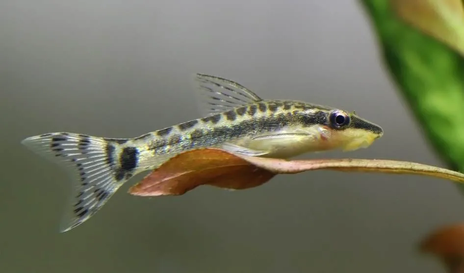 poisson Otocinclus affinis