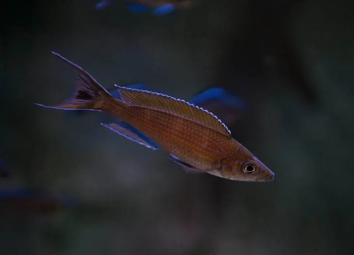 poisson Paracyprichromis brieni
