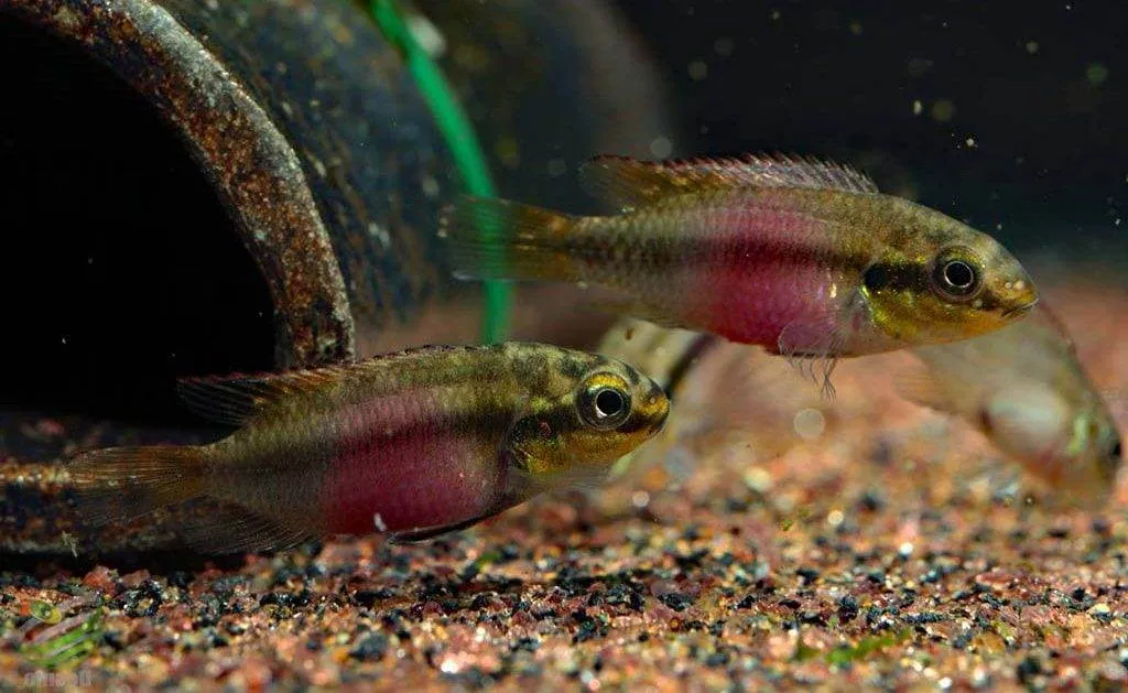 poisson Pelvicachromis subocellatus