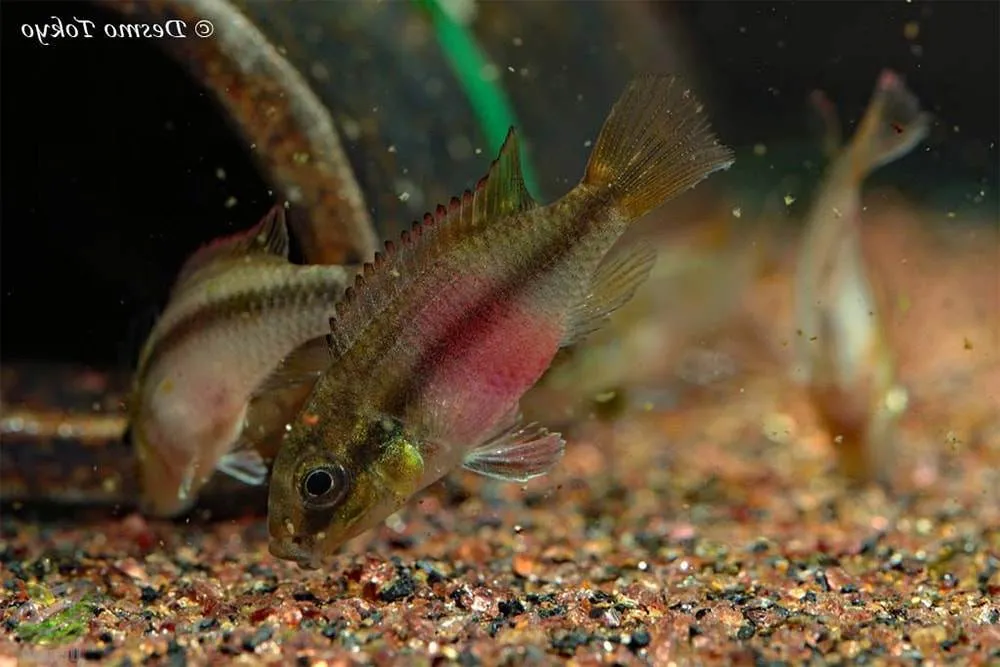 poisson Pelvicachromis subocellatus (2)