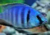 Fiche du poisson Placidochromis electra poisson Placidochromis electra