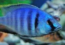 poisson Placidochromis electra