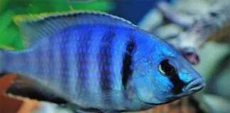 poisson Placidochromis electra