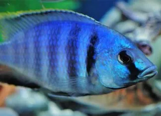 poisson Placidochromis electra