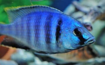 Fiche du poisson Placidochromis electra poisson Placidochromis electra