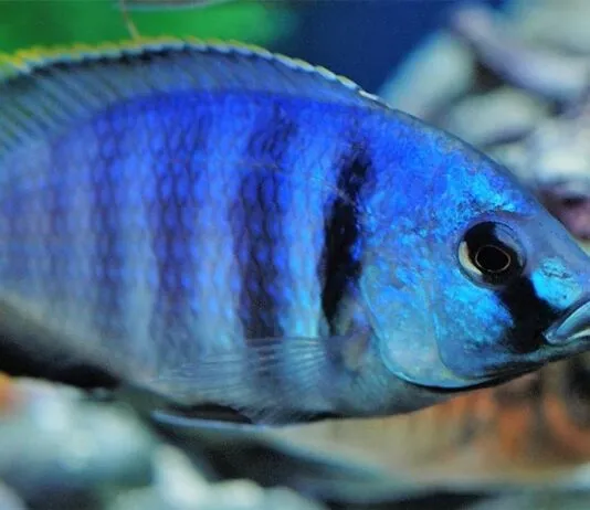 poisson Placidochromis electra