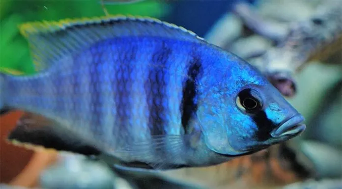poisson Placidochromis electra