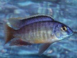 poisson Protomelas fenestratus