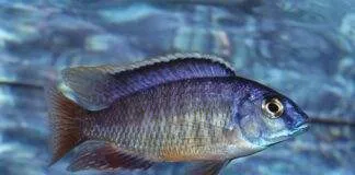 poisson Protomelas fenestratus