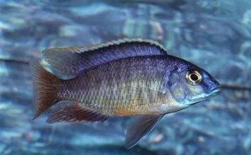 Fiche du poisson Protomelas fenestratus poisson Protomelas fenestratus