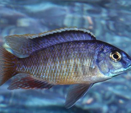 poisson Protomelas fenestratus