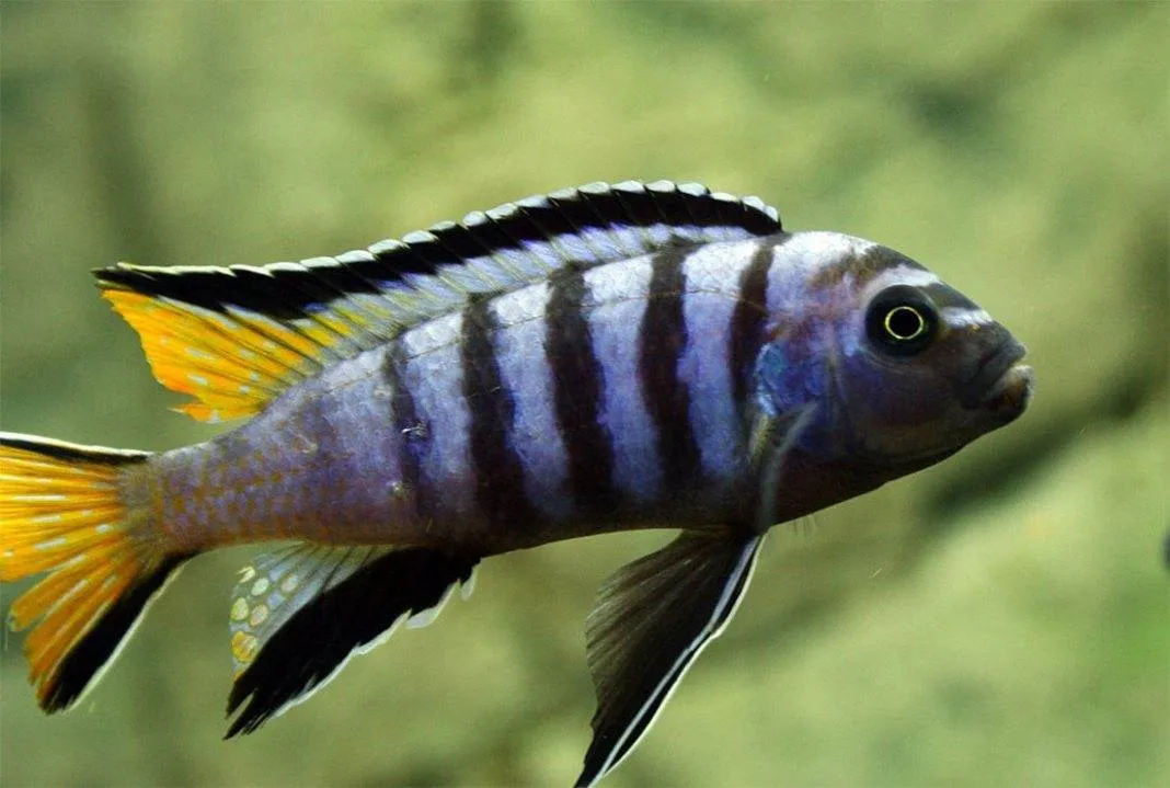 poisson Pseudotropheus elongatus