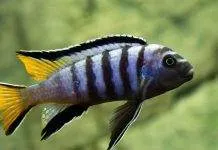 poisson Pseudotropheus elongatus